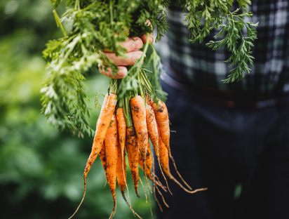 Image of farmer holding a bunch of carrots