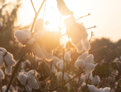 Image of sunlight through a cotton plant