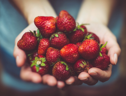 Image of a pair of hands holding a small pile of strawberries